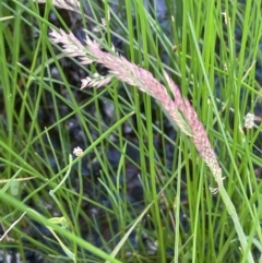 Holcus lanatus at QPRC LGA - 1 Jan 2024 04:25 PM