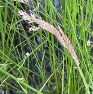 Holcus lanatus at QPRC LGA - 1 Jan 2024 04:25 PM