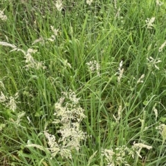 Holcus lanatus at QPRC LGA - 1 Jan 2024 04:25 PM