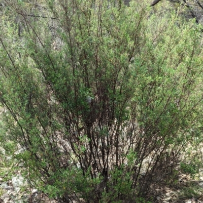 Pomaderris angustifolia (Pomaderris) at Kambah, ACT - 2 Jan 2024 by JP95