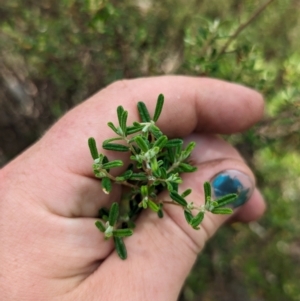 Pomaderris angustifolia at Bullen Range - 2 Jan 2024