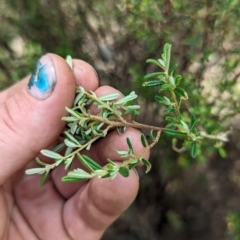 Pomaderris angustifolia at Bullen Range - 2 Jan 2024