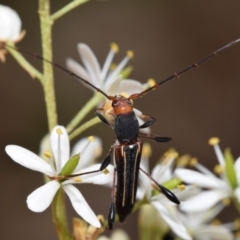 Amphirhoe sloanei (Longicorn or Longhorn beetle) at QPRC LGA - 2 Jan 2024 by DianneClarke