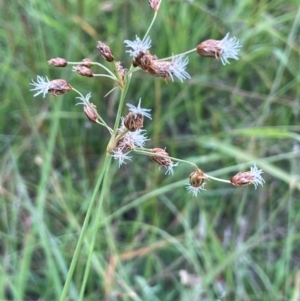 Fimbristylis dichotoma at QPRC LGA - 1 Jan 2024 01:12 PM