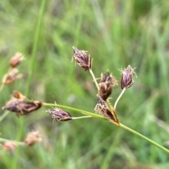 Fimbristylis dichotoma at QPRC LGA - 1 Jan 2024 01:12 PM