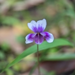 Viola sp. (Violet) at Vincentia, NSW - 31 Dec 2023 by Miranda