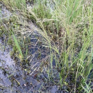 Lachnagrostis filiformis at QPRC LGA - 1 Jan 2024