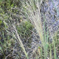 Lachnagrostis filiformis at QPRC LGA - 1 Jan 2024