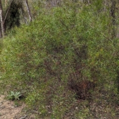 Acacia verniciflua (Varnish Wattle) at Kambah, ACT - 2 Jan 2024 by JP95