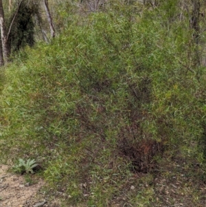 Acacia verniciflua at Bullen Range - 2 Jan 2024