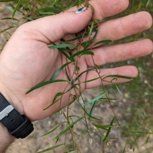 Acacia verniciflua at Bullen Range - 2 Jan 2024