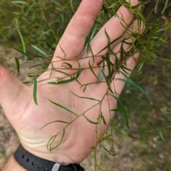 Acacia verniciflua at Bullen Range - 2 Jan 2024