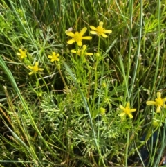 Ranunculus inundatus (River Buttercup) at QPRC LGA - 1 Jan 2024 by JaneR