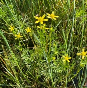 Ranunculus inundatus at QPRC LGA - 1 Jan 2024