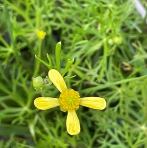 Ranunculus inundatus at QPRC LGA - 1 Jan 2024