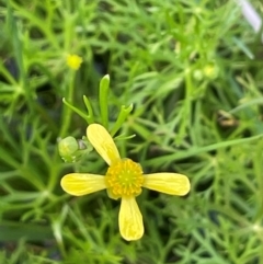 Ranunculus inundatus at QPRC LGA - 1 Jan 2024