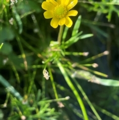 Ranunculus inundatus at QPRC LGA - 1 Jan 2024