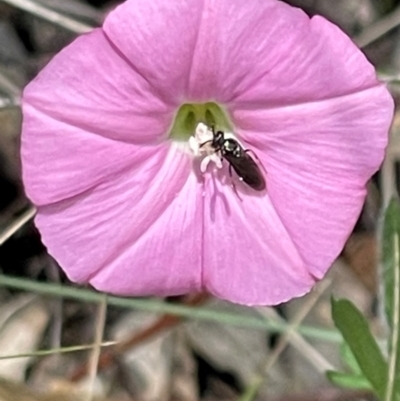 Eurys sp. (genus) (Eurys sawfly) at Deakin, ACT - 24 Dec 2023 by JamonSmallgoods