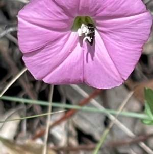 Eurys sp. (genus) at Red Hill NR (RED) - 24 Dec 2023