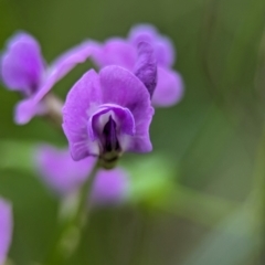 Glycine sp. at Round the Bay Walk - 31 Dec 2023 by Miranda