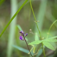 Glycine sp. at Round the Bay Walk - 31 Dec 2023