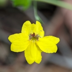 Goodenia heterophylla (Variable-leaved Goodenia) at Vincentia, NSW - 31 Dec 2023 by Miranda