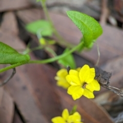 Goodenia heterophylla at Round the Bay Walk - 31 Dec 2023