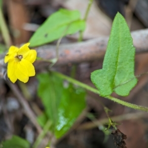 Goodenia heterophylla at Round the Bay Walk - 31 Dec 2023 11:11 AM