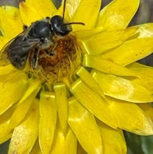 Lasioglossum (Chilalictus) lanarium at Red Hill NR (RED) - 24 Dec 2023