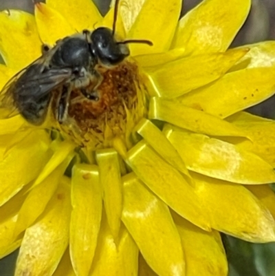 Lasioglossum (Chilalictus) lanarium (Halictid bee) at Deakin, ACT - 24 Dec 2023 by JamonSmallgoods