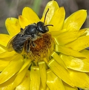 Lasioglossum (Chilalictus) lanarium at Red Hill NR (RED) - 24 Dec 2023