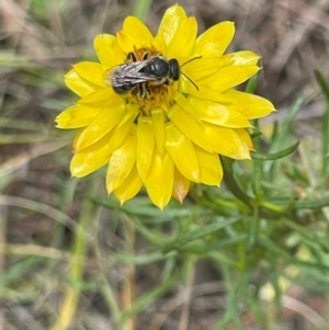 Lasioglossum (Chilalictus) lanarium at Red Hill NR (RED) - 24 Dec 2023