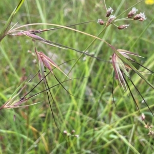 Themeda triandra at QPRC LGA - 1 Jan 2024 01:22 PM