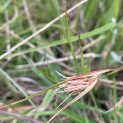 Themeda triandra at QPRC LGA - 1 Jan 2024 01:22 PM