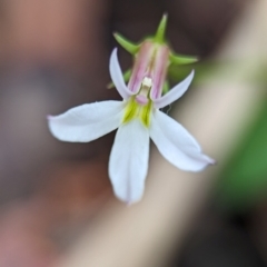 Lobelia purpurascens (White Root) at Vincentia, NSW - 31 Dec 2023 by Miranda