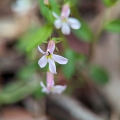 Lobelia purpurascens at Vincentia Coastal Walking Track - 31 Dec 2023 11:13 AM