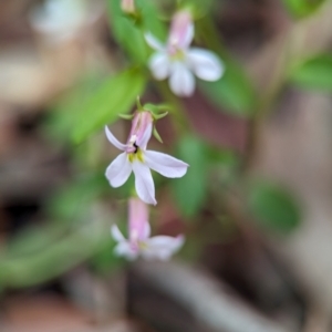 Lobelia purpurascens at Vincentia Coastal Walking Track - 31 Dec 2023