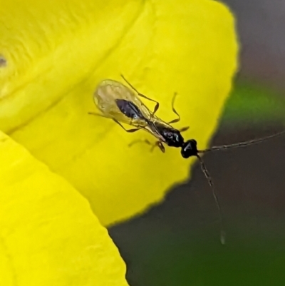 Unidentified Parasitic wasp (numerous families) at Round the Bay Walk - 31 Dec 2023 by Miranda