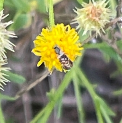 Tephritidae sp. (family) (Unidentified Fruit or Seed fly) at Red Hill Nature Reserve - 24 Dec 2023 by JamonSmallgoods