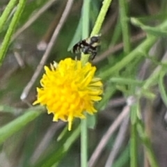 Tephritidae sp. (family) at Red Hill NR (RED) - 24 Dec 2023