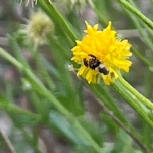 Tephritidae sp. (family) at Red Hill NR (RED) - 24 Dec 2023