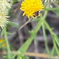 Tephritidae sp. (family) at Red Hill NR (RED) - 24 Dec 2023