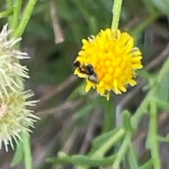 Tephritidae sp. (family) at Red Hill NR (RED) - 24 Dec 2023