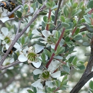 Leptospermum myrtifolium at QPRC LGA - 1 Jan 2024