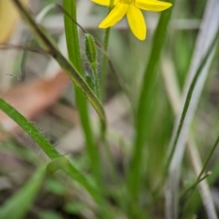 Hypoxis hygrometrica var. hygrometrica (Golden Weather-grass) at Vincentia Coastal Walking Track - 31 Dec 2023 by Miranda