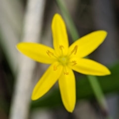 Hypoxis hygrometrica var. hygrometrica at Vincentia Coastal Walking Track - 31 Dec 2023