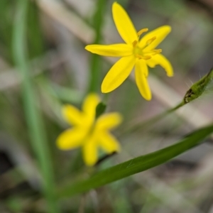 Hypoxis hygrometrica var. hygrometrica at Vincentia Coastal Walking Track - 31 Dec 2023 11:17 AM