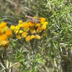 Phaulacridium vittatum (Wingless Grasshopper) at Red Hill Nature Reserve - 24 Dec 2023 by JamonSmallgoods