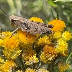 Phaulacridium vittatum at Red Hill NR (RED) - 24 Dec 2023 02:18 PM