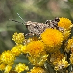 Phaulacridium vittatum at Red Hill NR (RED) - 24 Dec 2023 02:18 PM